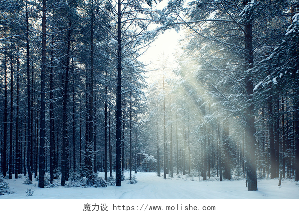 冬日森林里的太阳光冬季森林日落